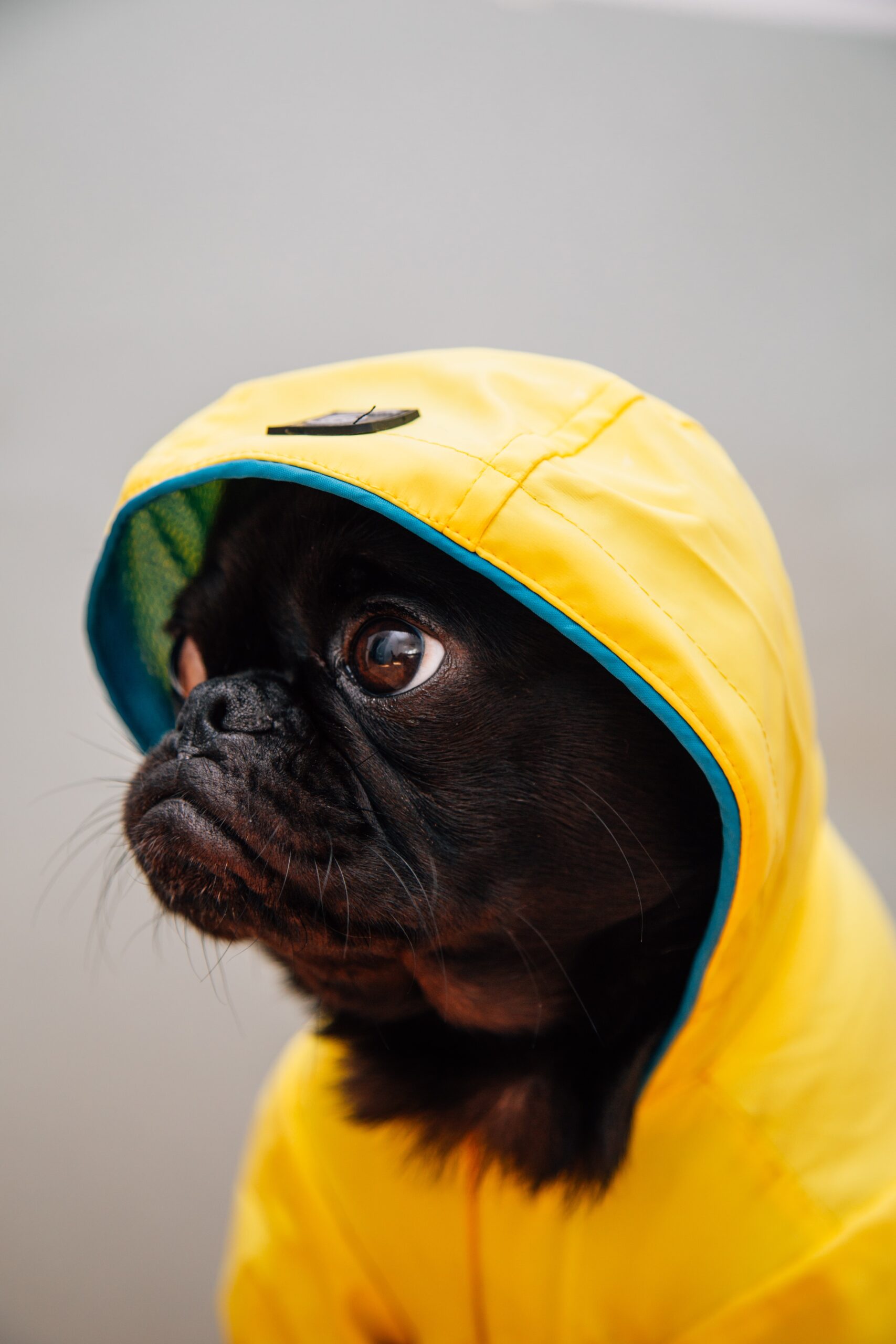 Qué hacer con tu perro un día de lluvia