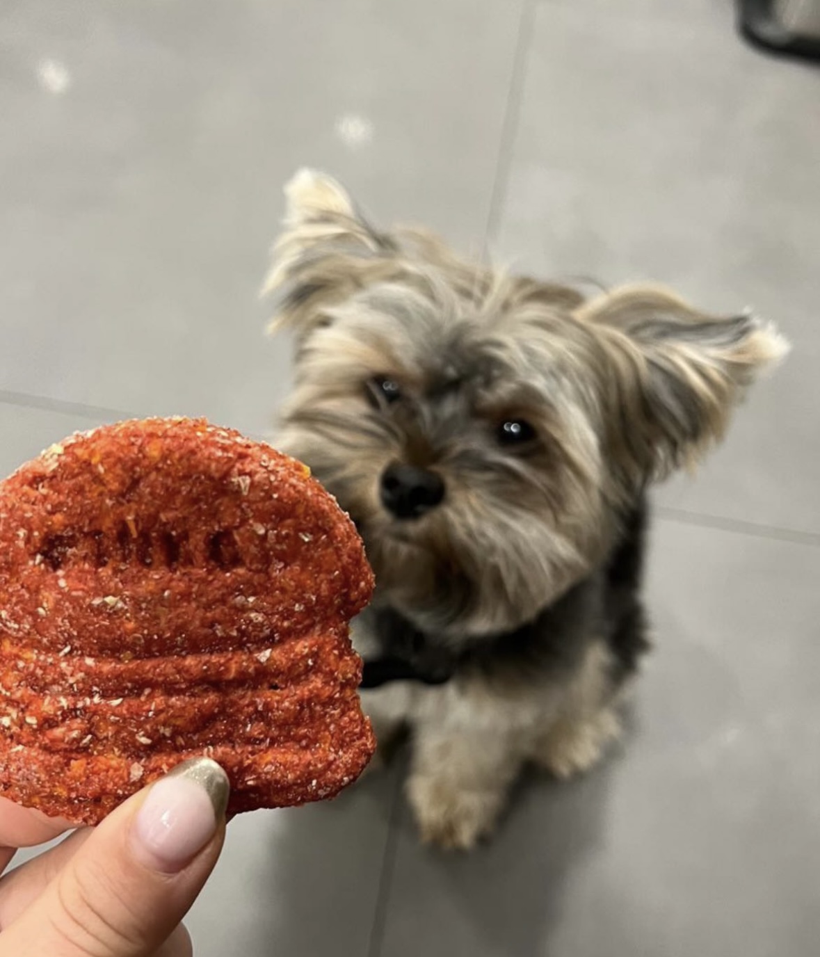 Pink´s y Doggy Treats lanzan la primera smash burger para perros