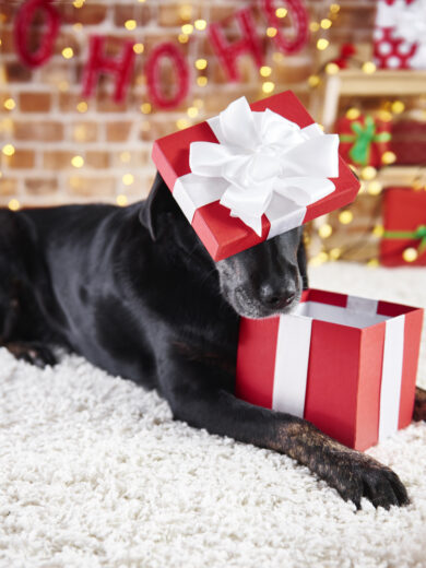 Doggy Treats: Caja sorpresa Navidad