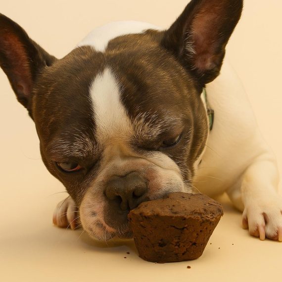 Doggy Treats: Doggy Mini Tarta Kentucky - Imagen 6