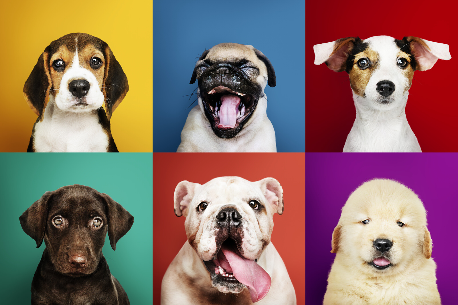 Alta repostería y tartas para perros