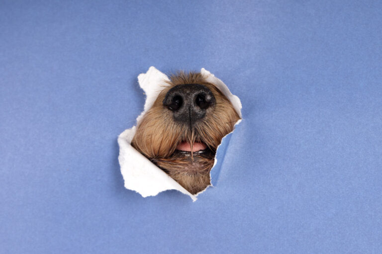 DESCUBRIR DOGGY TREATS