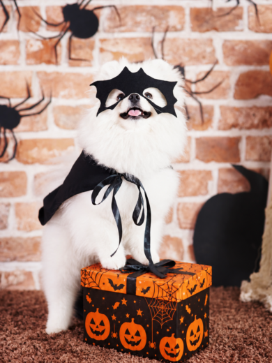 Doggy Treats: Caja sorpresa Haloween